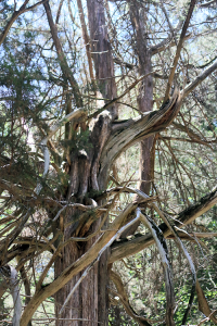 Asbury Cemetery