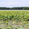 Honker Lake in Land Between The Lakes