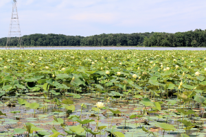 Read more about the article Honker Lake in Land Between The Lakes