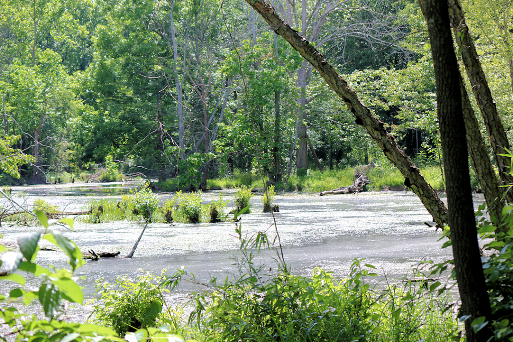 Long Creek Honker Lake