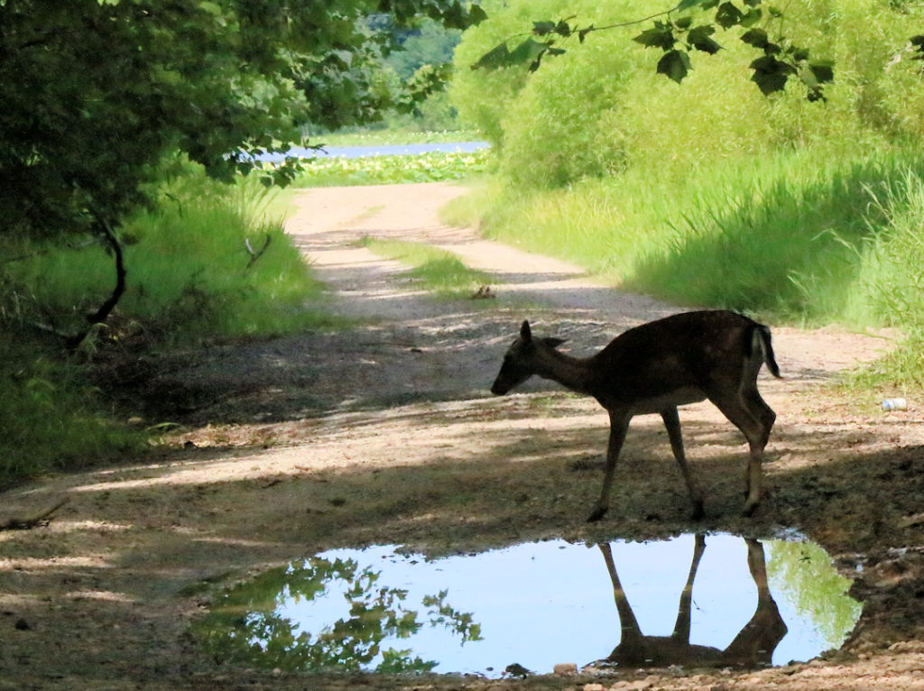 Honker Lake Deer