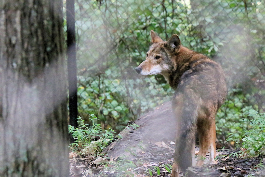 red wolf