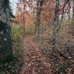 Geocaching in the Woods