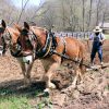 The Homeplace 1850s Living History Farm & Museum