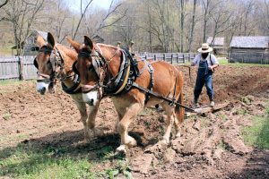 Read more about the article The Homeplace 1850s Living History Farm & Museum